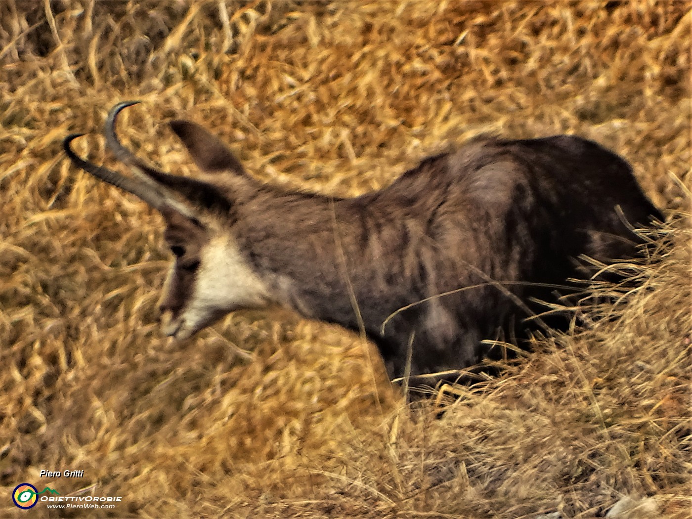 23 Camoscio al pascolo (zoom).JPG